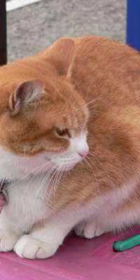 Tama, Japanese calico cat, dies at age 16