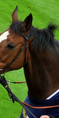 Kauto Star, French-bred, dies at age 15