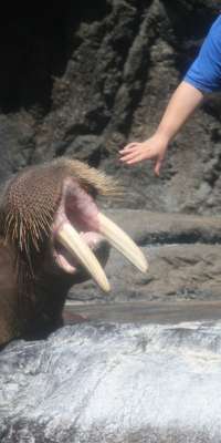 Sivuqaq, American walrus and animal actor (50 First Dates), dies at age 21
