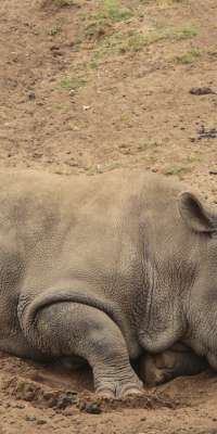 Nola, Sudanese-born American white rhinoceros, dies at age 41