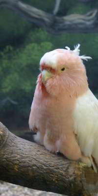 Cookie, Australian-hatched American cockatoo, dies at age 83