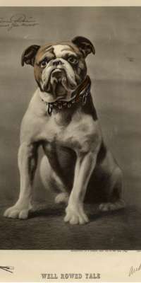 Handsome Dan XVII, American bulldog mascot (Yale University), dies at age 9