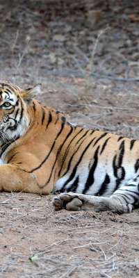 Machali, Indian tigress., dies at age 20
