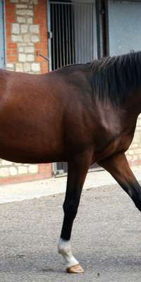 Marju, Irish racehorse., dies at age 28