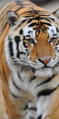 Mike VI, mascot of Louisiana State University Tigers, dies at age 11