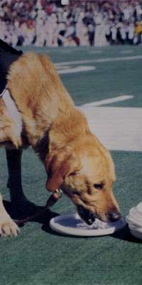 Zeke the Wonder Dog III, Michigan State University disc dog, dies at age 11