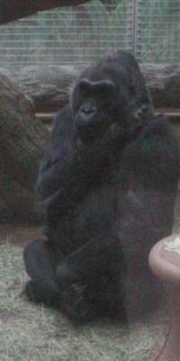 Colo, American western gorilla, dies at age 60