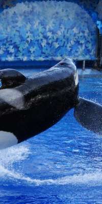 Tilikum (orca), captive orca (Blackfish), dies at age 36