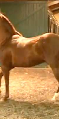 Lucky Pulpit, American-trained racehorse, dies at age 16