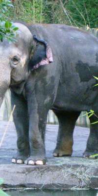Packy, American-held Asian elephant, dies at age 54