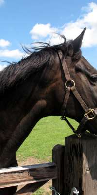 Amberleigh House, Irish racehorse, dies at age 25