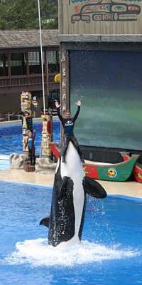 Kasatka, American orca, dies at age 41