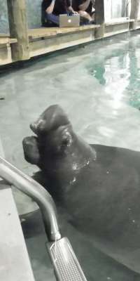 Snooty, American manatee., dies at age 69