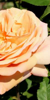 David C. H. Austin, British rose breeder., dies at age 92