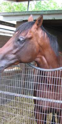 Encosta De Lago, Australian racehorse and sire., dies at age 25