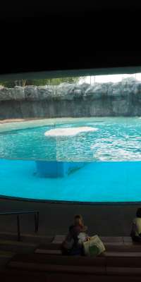 Inuka, Singaporean polar bear, dies at age 27