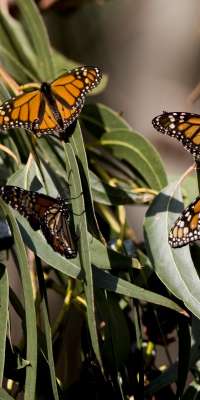 Lincoln Brower, American entomologist., dies at age 86