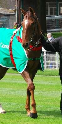Silviniaco Conti, French racehorse, dies at age 12