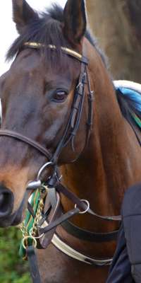 Sir Des Champs, Irish racehorse., dies at age 12