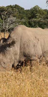 Sudan, Kenyan northern white rhinoceros, dies at age 45