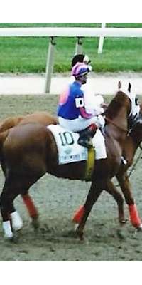 Thunder Gulch, American racehorse, dies at age 26