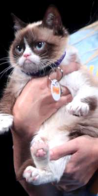 Grumpy Cat, American internet celebrity cat., dies at age 7