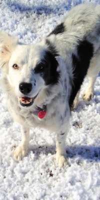 Chaser, American Border Collie with the largest-tested non-human memory., dies at age 15