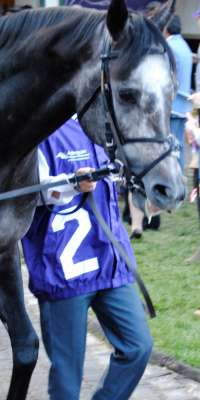 Roaring Lion, British Thoroughbred racehorse (2019 Eclipse Stakes, dies at age 4