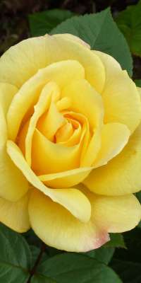 Sam McGredy, Northern Irish-born New Zealand rose hybridiser., dies at age 87