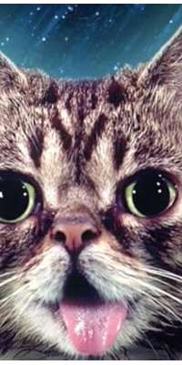 Lil Bub, American celebrity cat (Lil Bub & Friendz)., dies at age 8