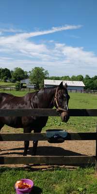 War Emblem, American Thoroughbred racehorse., dies at age 21