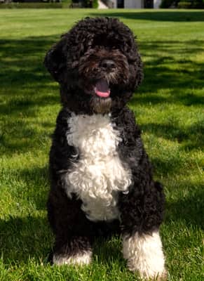 Bo, Pet of the Obama family, died on May 8, 2021