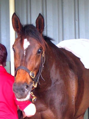Makybe Diva in 2010.