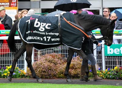Big Buck’s, French Thoroughbred racehorse, died on August 8, 2026