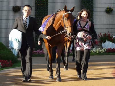 Immortal Verse, Irish Thoroughbred racehorse, died on August 7, 2026