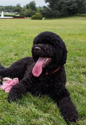 Sunny, Pet of the First family of the United States, died on September 15, 2026