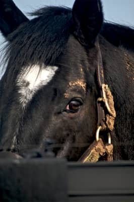 Medaglia d’Oro, American Thoroughbred racehorse, died on October 16, 2026