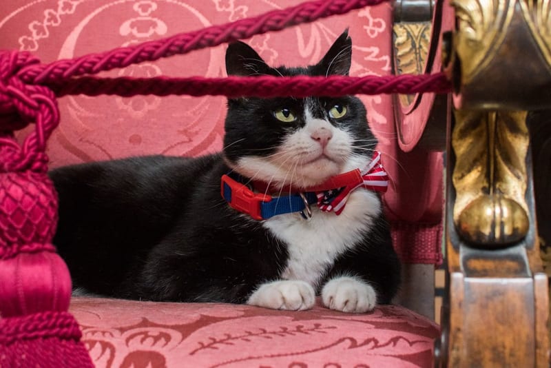 Palmerston (cat)