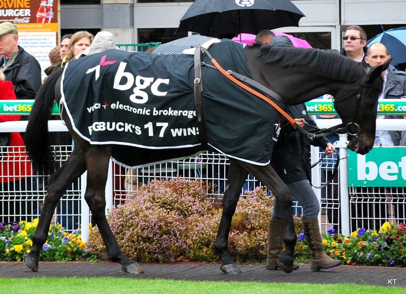 Big Buck’s, French Thoroughbred racehorse, died on August 8, 2026