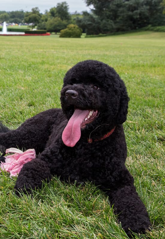 Sunny, Pet of the First family of the United States, died on September 15, 2026